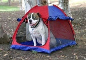 Camp with your Canine at ICC